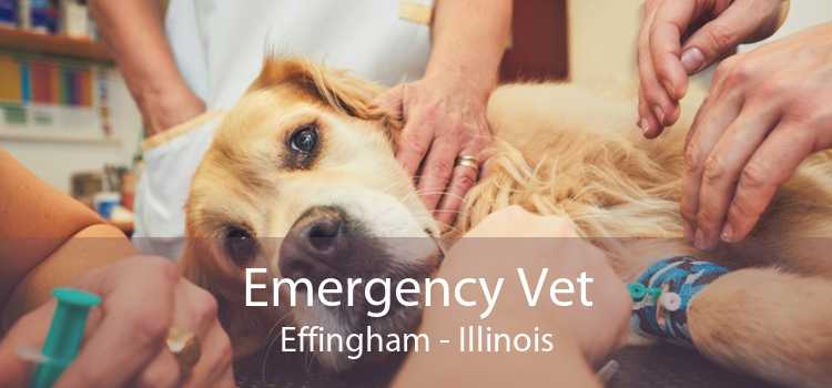 Emergency Vet Effingham - Illinois