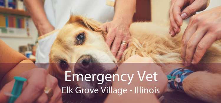 Emergency Vet Elk Grove Village - Illinois