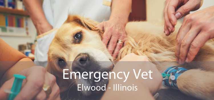 Emergency Vet Elwood - Illinois