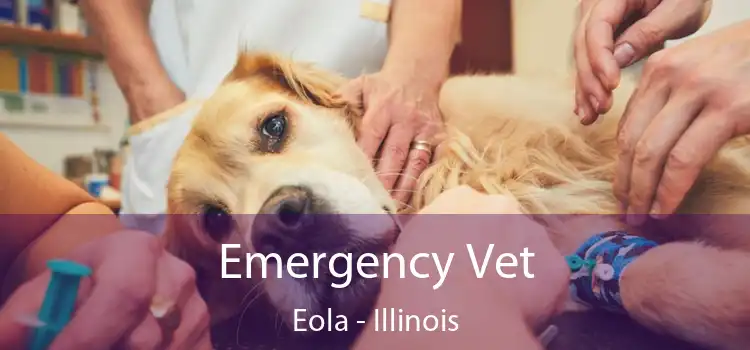 Emergency Vet Eola - Illinois