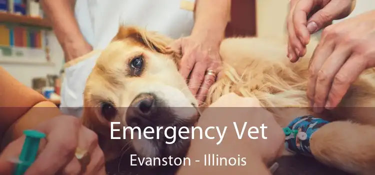 Emergency Vet Evanston - Illinois