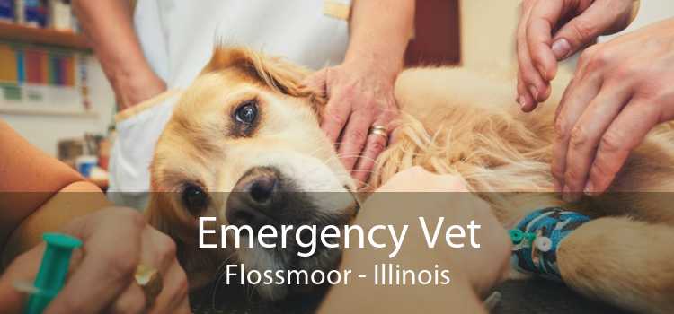 Emergency Vet Flossmoor - Illinois