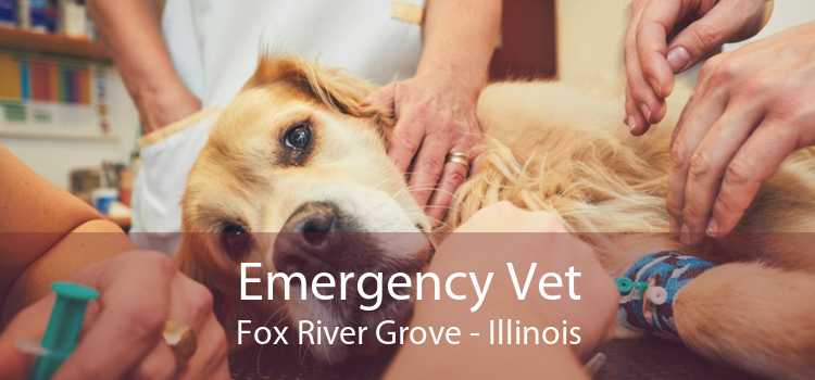 Emergency Vet Fox River Grove - Illinois