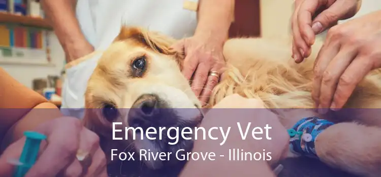 Emergency Vet Fox River Grove - Illinois