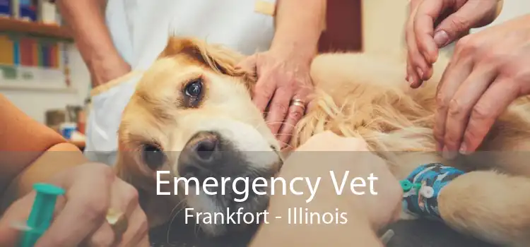 Emergency Vet Frankfort - Illinois