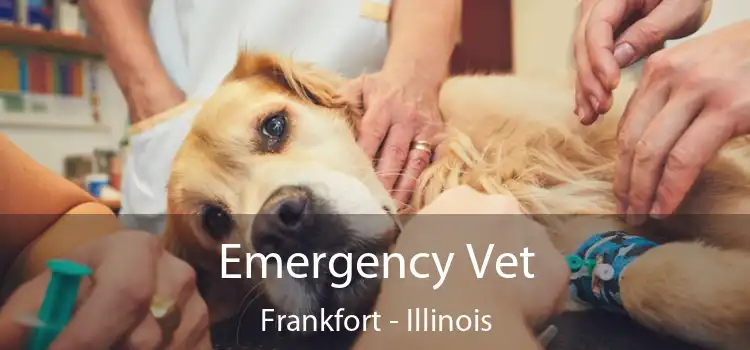 Emergency Vet Frankfort - Illinois