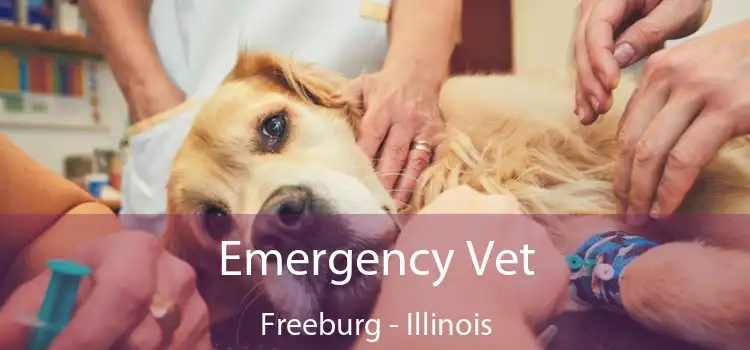 Emergency Vet Freeburg - Illinois