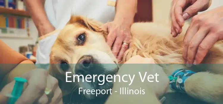 Emergency Vet Freeport - Illinois