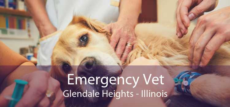 Emergency Vet Glendale Heights - Illinois