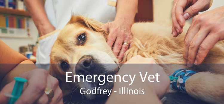 Emergency Vet Godfrey - Illinois