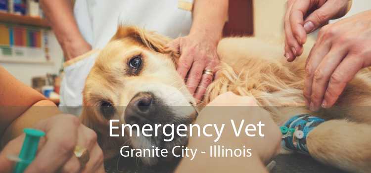 Emergency Vet Granite City - Illinois