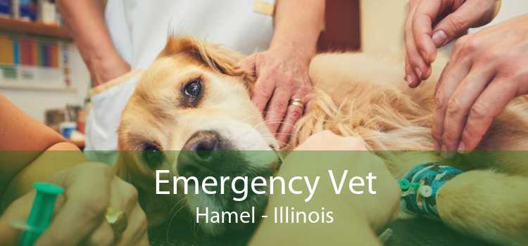 Emergency Vet Hamel - Illinois