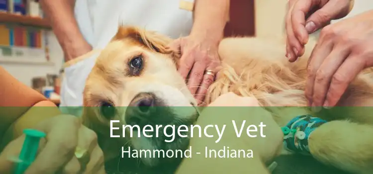 Emergency Vet Hammond - Indiana