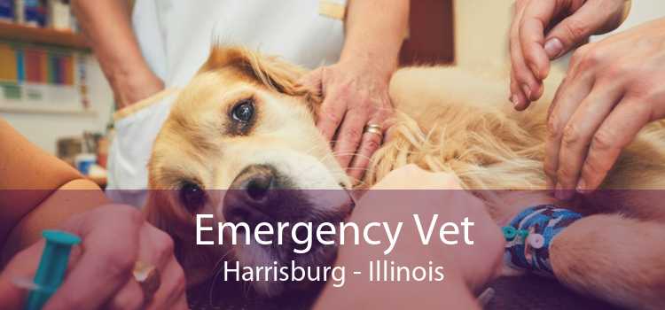 Emergency Vet Harrisburg - Illinois