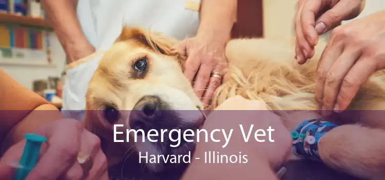 Emergency Vet Harvard - Illinois
