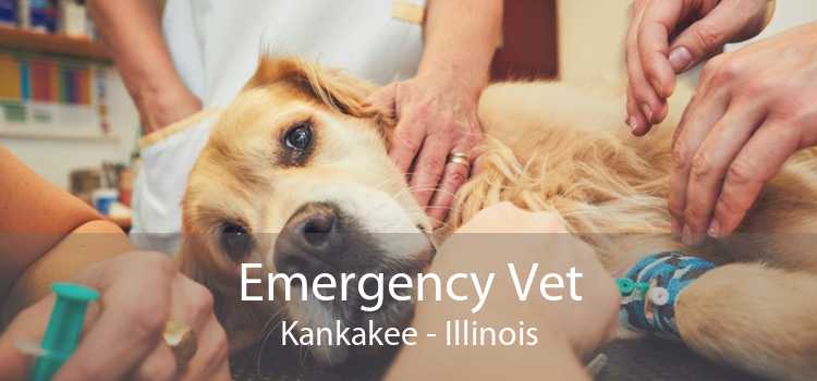 Emergency Vet Kankakee - Illinois