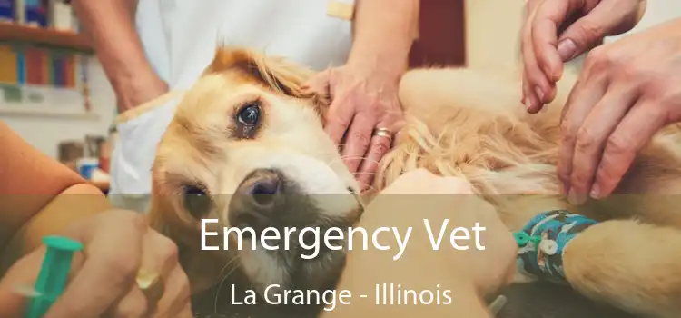 Emergency Vet La Grange - Illinois