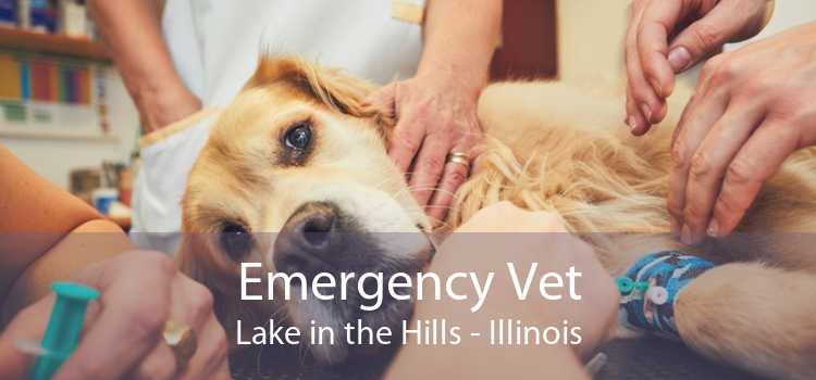 Emergency Vet Lake in the Hills - Illinois