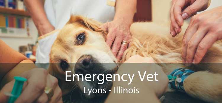 Emergency Vet Lyons - Illinois