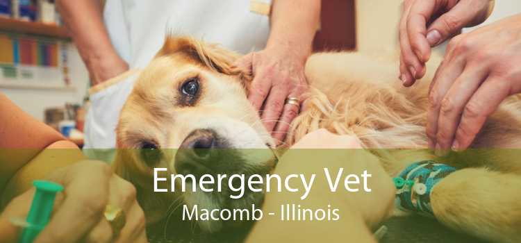 Emergency Vet Macomb - Illinois