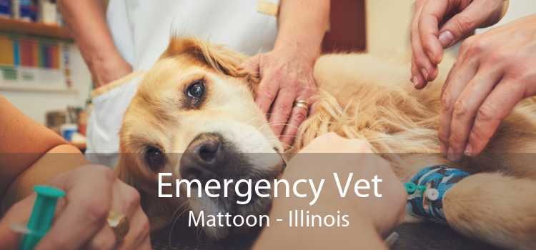 Emergency Vet Mattoon - Illinois