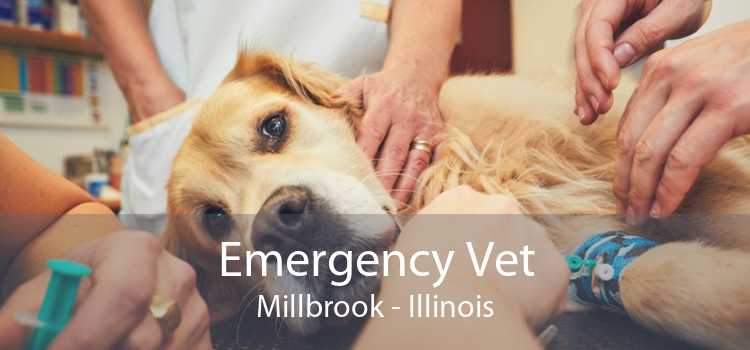 Emergency Vet Millbrook - Illinois