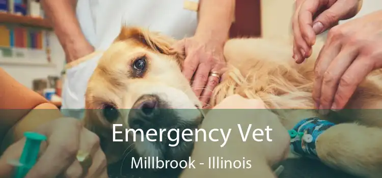 Emergency Vet Millbrook - Illinois