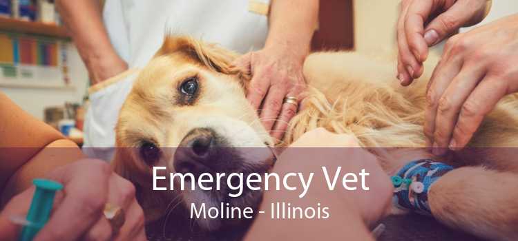 Emergency Vet Moline - Illinois