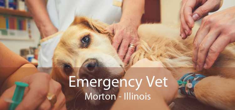 Emergency Vet Morton - Illinois