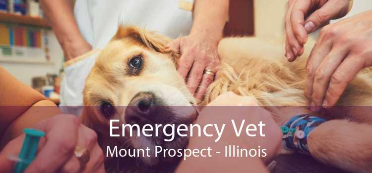 Emergency Vet Mount Prospect - Illinois