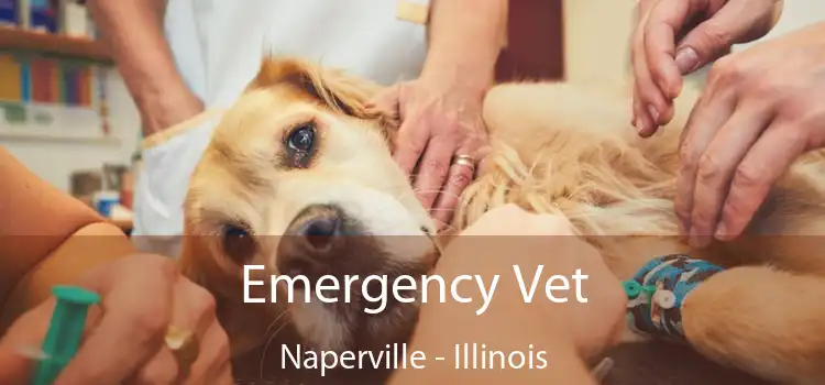 Emergency Vet Naperville - Illinois