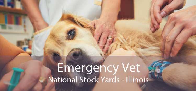 Emergency Vet National Stock Yards - Illinois