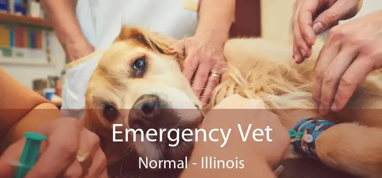 Emergency Vet Normal - Illinois