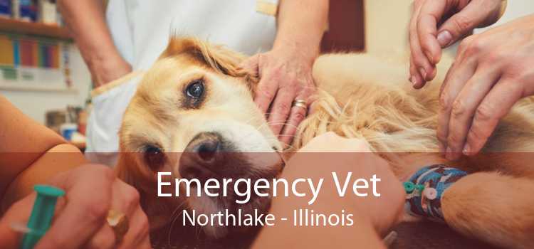 Emergency Vet Northlake - Illinois
