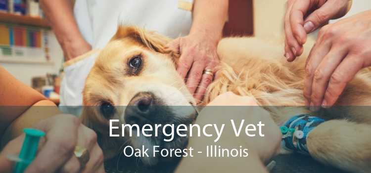 Emergency Vet Oak Forest - Illinois