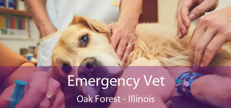 Emergency Vet Oak Forest - Illinois