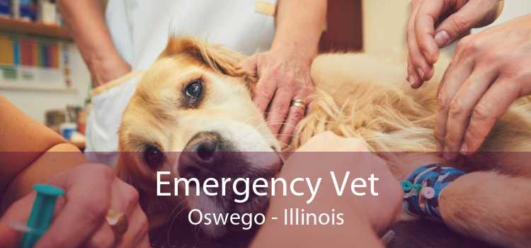 Emergency Vet Oswego - Illinois