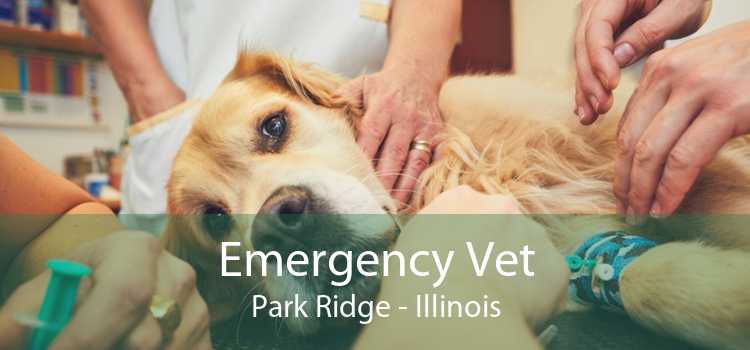 Emergency Vet Park Ridge - Illinois