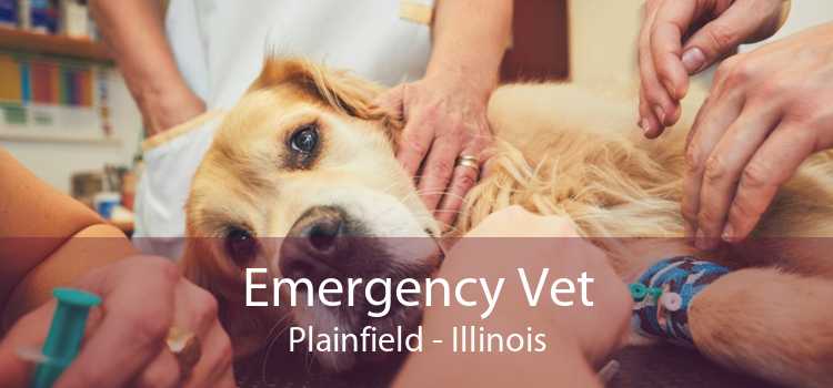 Emergency Vet Plainfield - Illinois