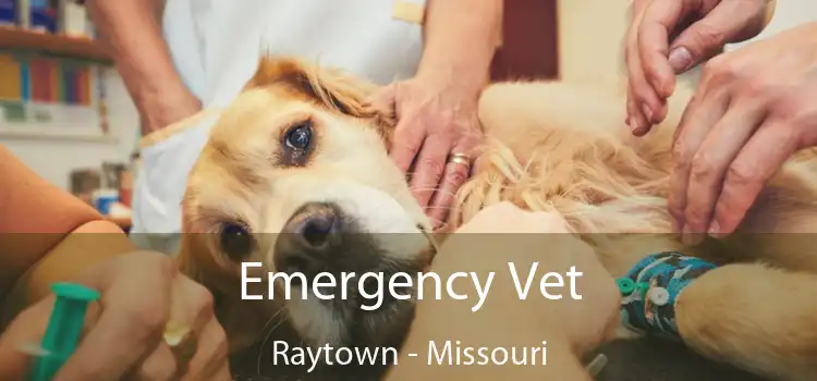 Emergency Vet Raytown - Missouri