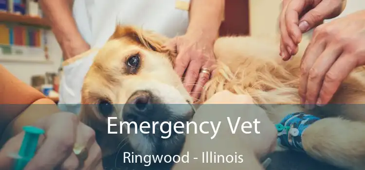 Emergency Vet Ringwood - Illinois