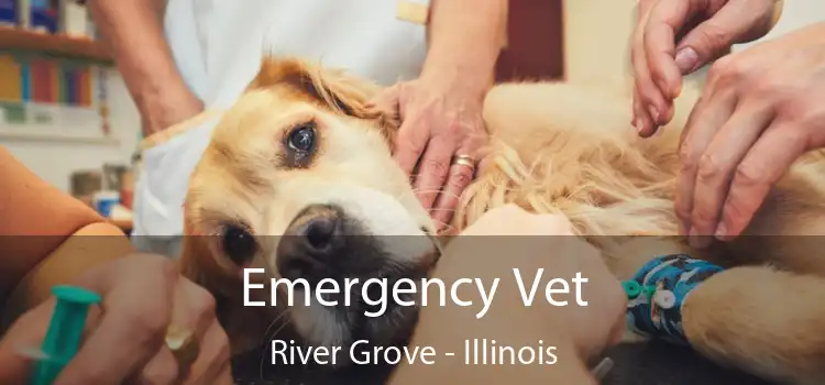 Emergency Vet River Grove - Illinois