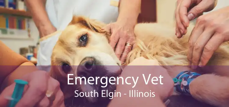 Emergency Vet South Elgin - Illinois
