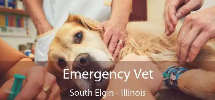 Emergency Vet South Elgin - Illinois