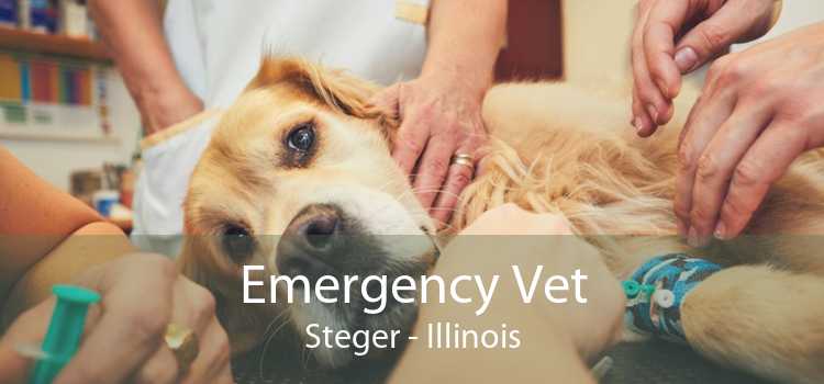 Emergency Vet Steger - Illinois