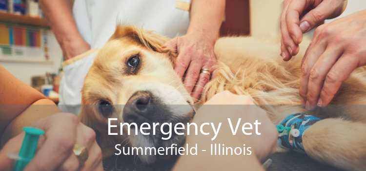 Emergency Vet Summerfield - Illinois
