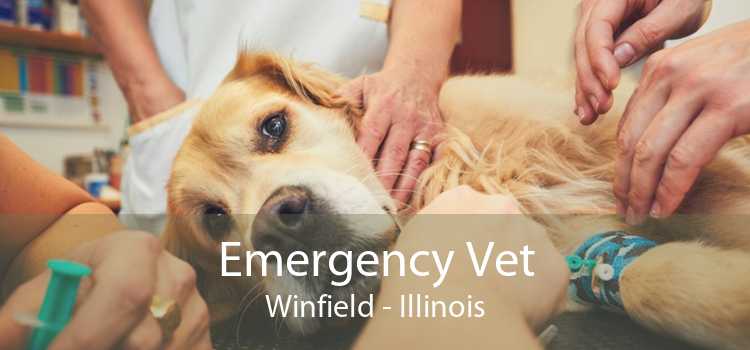 Emergency Vet Winfield - Illinois