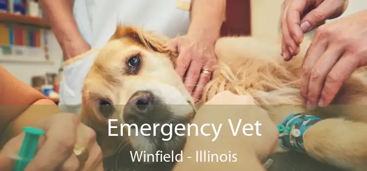 Emergency Vet Winfield - Illinois