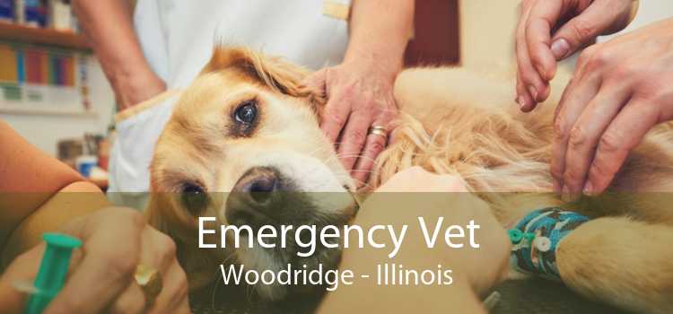 Emergency Vet Woodridge - Illinois