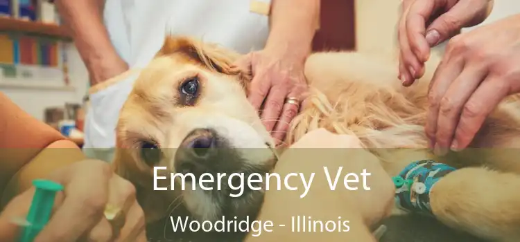 Emergency Vet Woodridge - Illinois